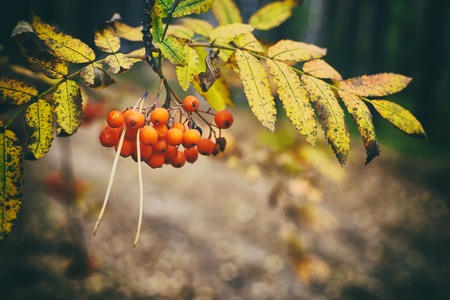 Bright red bunch of Rowan berries in autumn forest.