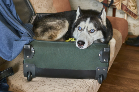 The dog is lying in her suitcase. Black and white Siberian husky with blue eyes climbed in the suitcase that is lying on the sofa.の写真素材