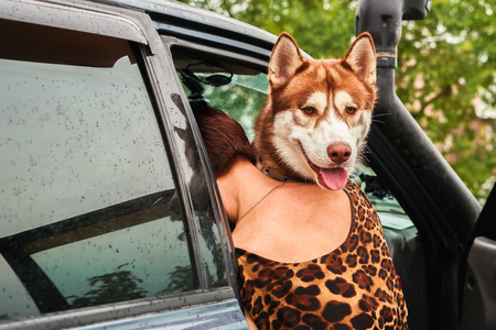 Husky dog looks out of the car.  Illusion is the head of a dog on the human body.の写真素材