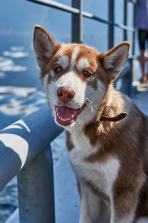 A cute Siberian husky with red hair is sitting and smiling at the edge of the ferry.の写真素材