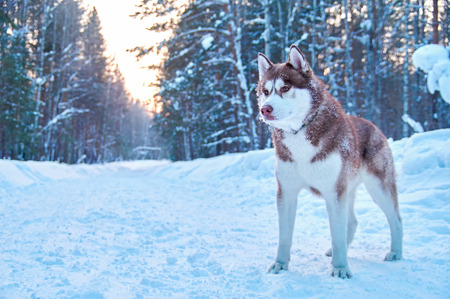 Beautiful red husky dog on winter background. Siberian husky with red hair. Husky for advertising,...