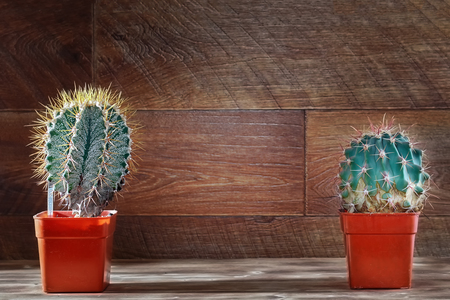 Design-concept cover, poster. Beautiful cacti on dark wooden background with an empty space in center.の写真素材