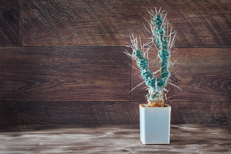 Tall cactus with paper-like spines. Unusual long cactus Tephrocactus articulatus in pot on dark wooden background. Rustic style. Copy space.の写真素材