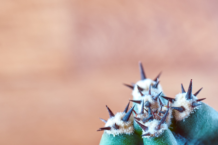 Cactus minimal fashion stillife concept. Green cactus with thorns on wood background. Copy space.の写真素材