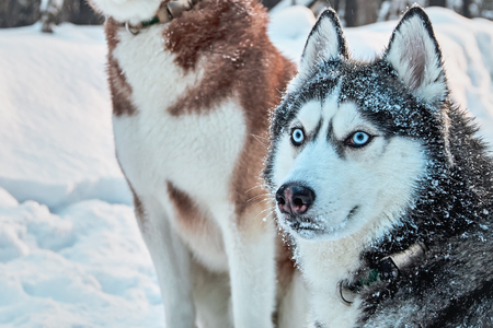 Siberian Husky dog black and white colour with blue eyes sits in snowy winter forest. Copy space.の写真素材