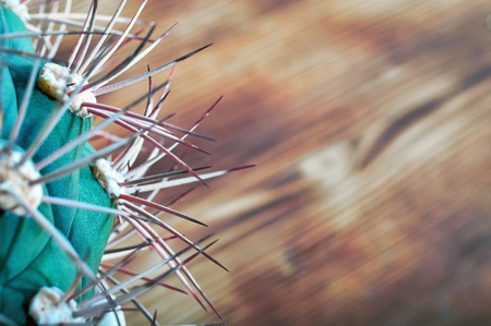 Thorns beautiful green cactus, close-up. Cactus stem showing sharp spines. Cactus on wooden background. Copy space.の写真素材