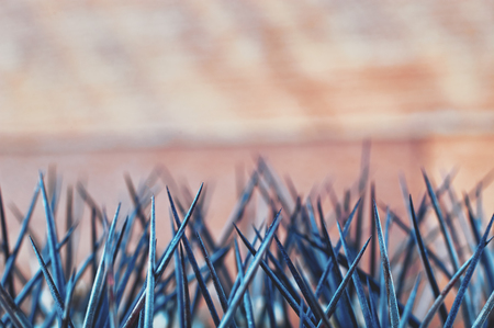Cactus. Thick black cactus thorns close-up. Copy space. Selective focus.の写真素材