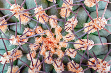 Cactus, top view. Green large cactus with curled needles, closeup. Green cactus as background for the cover.の写真素材