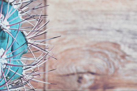 Large curved cactus spines close-up. Green cactus with long spikes and needles. Wooden vintage background, copy space.の写真素材