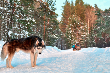 Siberian Husky dog black and white colour with blue eyes in sunny winter forest. Copy space for text.の写真素材