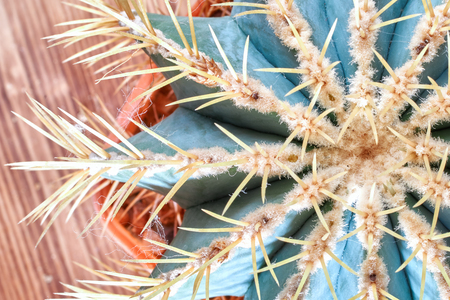 Spiny spherical cactus, top view. Blue-green round cactus with yellow long needles. Flat lay, close-up.の写真素材