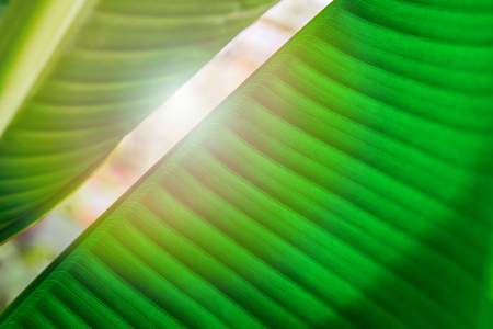 Sunlight between large green leaves palm tree. Light shines through leaves. For cover magazine, advertising and decoration. Horizontal photo.の写真素材