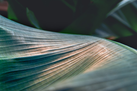 Ray warm on dark green surface leaves palm. Vegetative background with selective focus. For cover magazine, poster, advertising. Horizontal photo.の写真素材