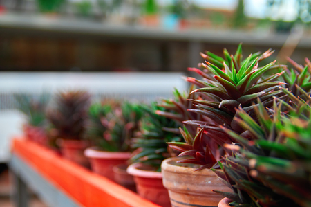 Long row pots with succulents, perspective, selective focus. Plants of Haworthia, blurred background. Copy space.の写真素材