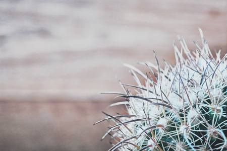 Cactus needles on blurred wooden background, top view. Blue-green cactus with white-grey long needles. Close-up. Copy space.の写真素材