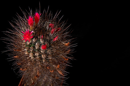 Cactus blooms colorful red flowers isolated on black background for cut out. Gorgeous flowering cacti magnificent plant of chocolate color with long black needles, thorns, spines. Copy space.の写真素材