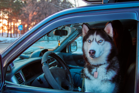 Dog sits in car in driver's seat and looks out window. Serious Siberian husky looks from car window at camera. Black and white husky dog with blue eyes. Side view.の写真素材