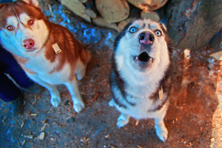 Muzzle howling dog. Siberian Husky howl with his head up. Black and white husky dog with blue eyes. Top view.の写真素材