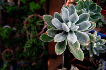 Beautiful succulent plant in morning sun.  Juicy thick green leaves Echeveria with villi. Top view. Dark background. Copy space.の写真素材