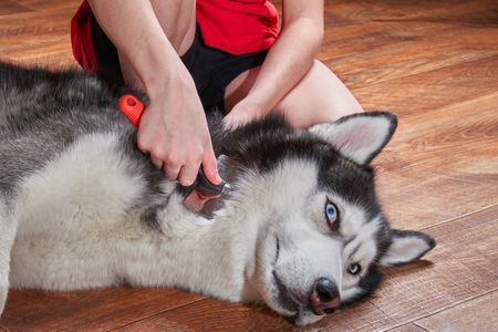 Concept molting pet. Grooming undercoat dog. Owner combs wool from Siberian husky. Cute husky dog lies on floor and looks.の写真素材