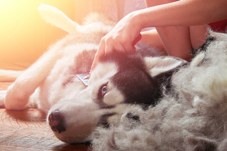 Concept moulting dogs. Owner comb wool with Siberian husky. Husky dog black and white with blue eyes lies next to bunch combed wool on wooden floor lifting hind paw.の素材 [FY31097721360]