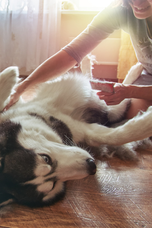 Concept annual molt, coat shedding, moulting, hygiene and care for pets. Girl owner combs wool on stomach Siberian Husky. Cute dog basking under sun rays lying on his back and stretching paws.の写真素材