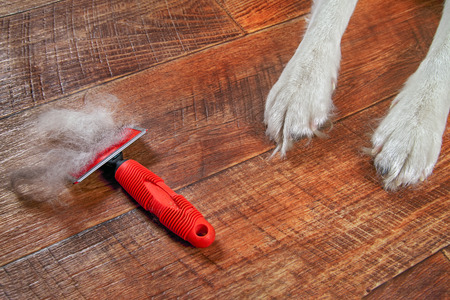 Concept spring annual molt dog. Red rakers brush with wool pet lies on floor next to dog's paws. Close-up.の写真素材