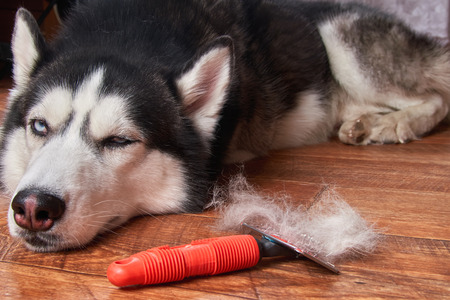 Concept annual molt, coat shedding, moulting dog. Siberian husky lies on wooden floor next to red rakers brush.の素材 [FY31097688275]