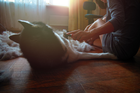 Concept annual molt, coat shedding, moulting, hygiene and care for pets. Girl owner combs wool on stomach Siberian Husky.Soft warm lighting from the window.の写真素材
