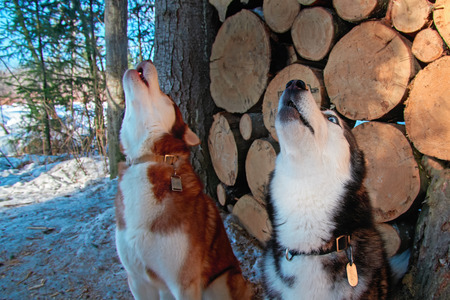 Howling dogs in winter forest on background woodpile. Side view howling siberian husky heads.の写真素材