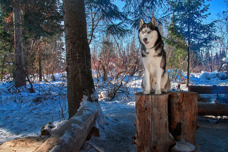 Siberian husky sits amid winter forest on sunny day. Beautiful black-and-white dog with blue eyes looks ahead. Copy space.の写真素材