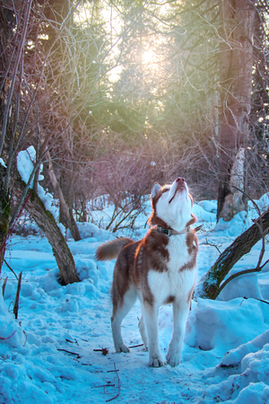 Dog looks at top, lift up head. Siberian husky hunting in winter forest, looking carefully at branches tree. Vertical photo.の写真素材
