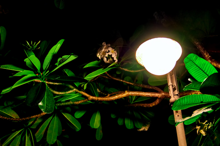 Concept of warm tropical night. Glowing lantern illuminates the leaves of tropical plants at nightの写真素材