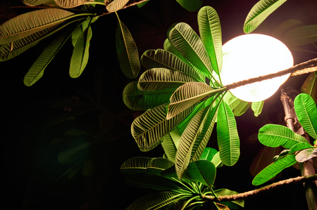 Concept of dark warm tropical night. Glowing round lantern illuminates the green leaves of tropical plants at night. Copy space.の写真素材