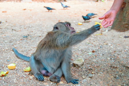 Macaque takes corn from a man's hand. Monkey treat delicacy. Tourist entertainment.の写真素材