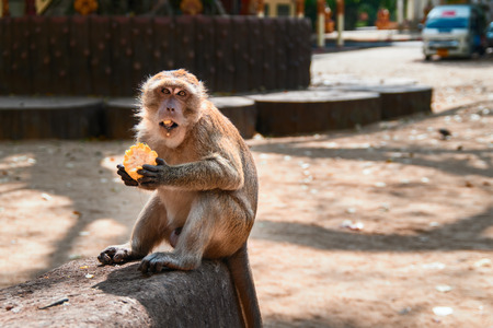 Macaque monkey eats corn while sitting by the road in the city. Monkey looks at the camera with his mouth open. Copy space.の写真素材