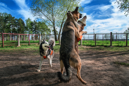 Dogs playing together off-leash. Siberian husky fuuny fight with big sheepdog. Happy dogs jump and jostleの写真素材