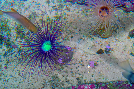 Sea Anemone looks a lot like a flower.  Marine animals on the sandy seabed, top view. Exotic...