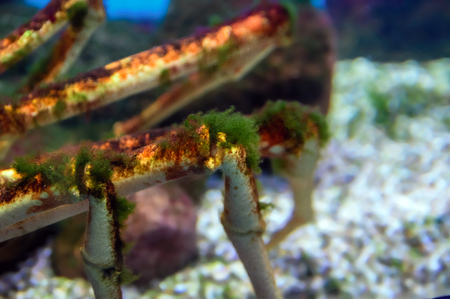 Crab legs covered with green algae. Concept of the ecology of the sea. Red king crab with seaweed.の写真素材
