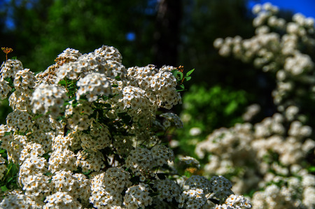 Bird Cherry flour hedge (Prunus padus). Blossom snowy flowers hackberry. Shrub white bird-cherry.