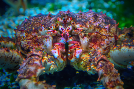 Kamchatka crab, close-up. The biggest crab.