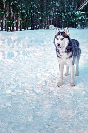 Siberian Husky dog with blue eyes in snowy winter forest. Copy space.の写真素材
