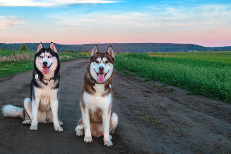 Two Siberian husky dogs sit on a dirt road in the middle of the green fields. Evening landscape with cute pets. Black and white and red-haired husky look at the camera. For  life design. Copy space.の写真素材