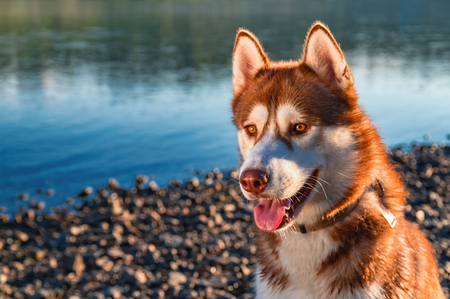 Portrait of beautiful Siberian husky. Cute red dog in the rays of the setting sun on the background of the summer river.の写真素材