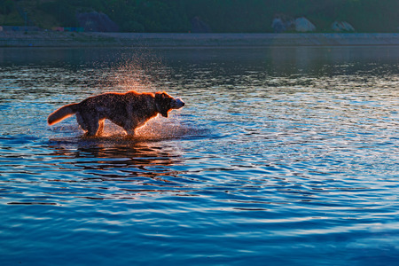 Dog shaking off water standing in the river. Evening landscape with a silhouette of a dog in the...
