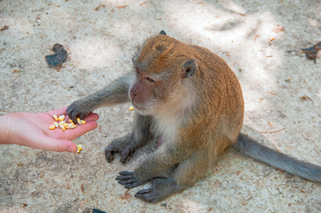 Monkey macaque takes a treat from a human hand. Side view from above. Monkey eating corn from the palm of a manの写真素材