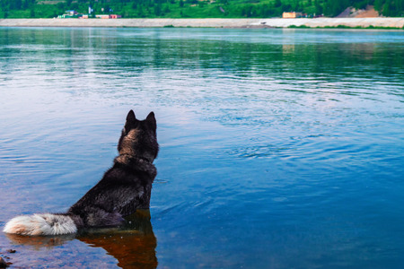 Dog sits in the water. Black Siberian husky sits in the summer river. Back view. Copy space.の写真素材