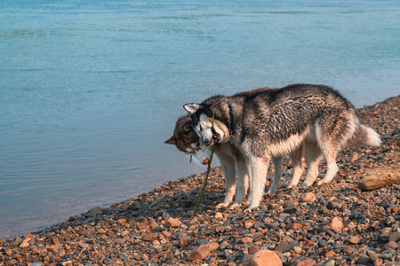 Wet husky dogs play on the shore of a summer river. Happy Siberian husky gnaw a stick and take away from each other. Concept of games with dogs on walk.の写真素材