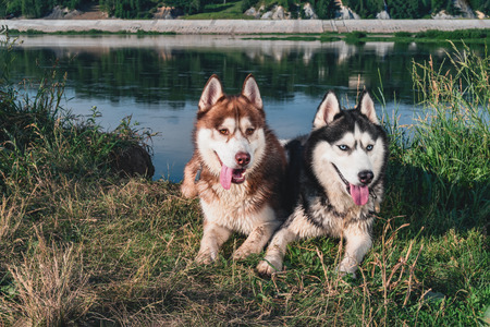 Two Happy Husky Dogs. Portrait of pair huskies smiling looking away. Copy space.の写真素材