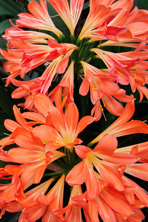 Close-up Clivia orange flowers. Multiple flowers on dark green background isolated. Natural blooming...